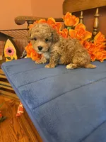 Bandit, a male Maltipoo for sale in Seneca, KS – 4 of 10