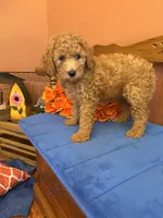 Trudy, a female Miniature Goldendoodle for sale in Seneca, KS – 6 of 10