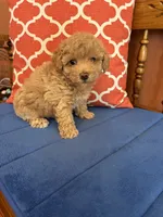 Oliver, a male Maltipoo for sale in Seneca, KS – 7 of 9