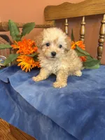 Rosie, a female Maltipoo for sale in Seneca, KS – 5 of 10