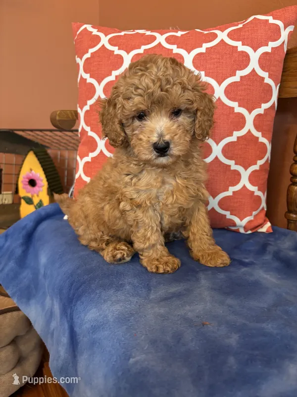 Cooper  – Miniature Goldendoodle puppy for sale in Seneca, KS