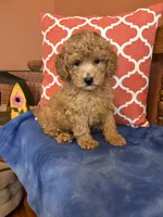 Cooper , a male Miniature Goldendoodle for sale in Seneca, KS – 1 of 9
