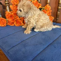 Romeo, a male Maltipoo for sale in Seneca, KS – Photo 7 of 9