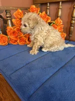 Romeo, a male Maltipoo for sale in Seneca, KS – Photo 7 of 9