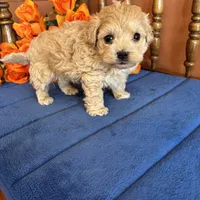 Romeo, a male Maltipoo for sale in Seneca, KS – Photo 5 of 9