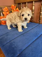 Romeo, a male Maltipoo for sale in Seneca, KS – Photo 5 of 9