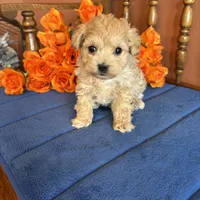 Romeo, a male Maltipoo for sale in Seneca, KS – Photo 6 of 9