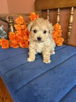Romeo, a male Maltipoo for sale in Seneca, KS – Photo 6 of 9