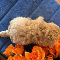 Romeo, a male Maltipoo for sale in Seneca, KS – Photo 9 of 9