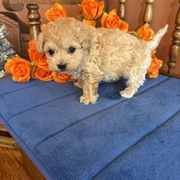 Romeo, a male Maltipoo for sale in Seneca, KS – Photo 8 of 9