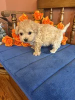 Romeo, a male Maltipoo for sale in Seneca, KS – Photo 8 of 9