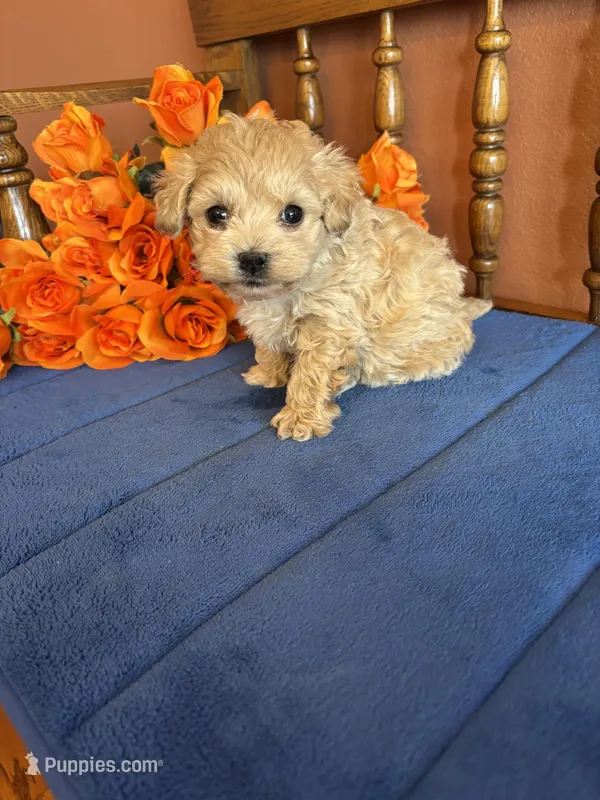 Romeo, a male Maltipoo for sale in Seneca, KS – Photo 1 of 9