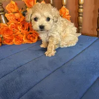 Romeo, a male Maltipoo for sale in Seneca, KS – Photo 1 of 9