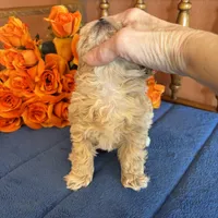 Romeo, a male Maltipoo for sale in Seneca, KS – Photo 3 of 9