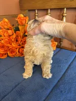 Romeo, a male Maltipoo for sale in Seneca, KS – Photo 3 of 9