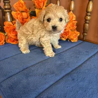 Romeo, a male Maltipoo for sale in Seneca, KS – Photo 2 of 9