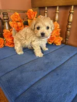Romeo, a male Maltipoo for sale in Seneca, KS – Photo 2 of 9