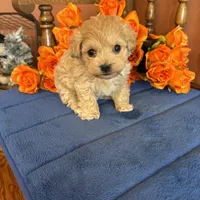 Romeo, a male Maltipoo for sale in Seneca, KS – Photo 4 of 9
