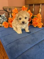 Romeo, a male Maltipoo for sale in Seneca, KS – Photo 4 of 9