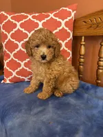 Cooper , a male Miniature Goldendoodle for sale in Seneca, KS – 9 of 9