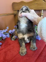 Blaze, a male Miniature Bernedoodle for sale in Seneca, KS – Photo 3 of 9