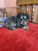 Blaze, a male Miniature Bernedoodle for sale in Seneca, KS – Photo 4 of 9