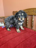 Blaze, a male Miniature Bernedoodle for sale in Seneca, KS – 8 of 10