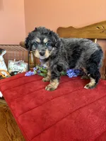 Blaze, a male Miniature Bernedoodle for sale in Seneca, KS – 7 of 10