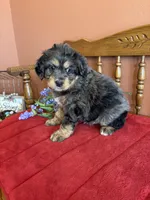 Blaze, a male Miniature Bernedoodle for sale in Seneca, KS – 9 of 10