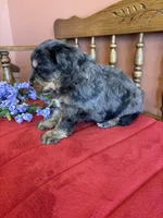Blaze, a male Miniature Bernedoodle for sale in Seneca, KS – Photo 7 of 9