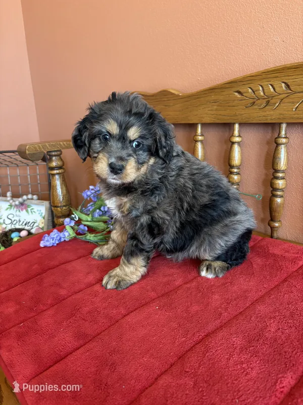 Blaze – Miniature Bernedoodle puppy for sale in Seneca, KS