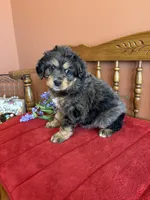 Blaze, a male Miniature Bernedoodle for sale in Seneca, KS – 1 of 10