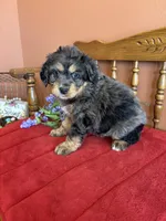 Blaze, a male Miniature Bernedoodle for sale in Seneca, KS – 6 of 10