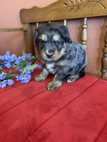 Blaze, a male Miniature Bernedoodle for sale in Seneca, KS – Photo 5 of 9