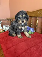 Blaze, a male Miniature Bernedoodle for sale in Seneca, KS – 4 of 10
