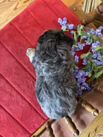 Blaze, a male Miniature Bernedoodle for sale in Seneca, KS – 3 of 10