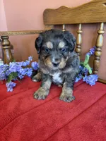 Blaze, a male Miniature Bernedoodle for sale in Seneca, KS – Photo 2 of 9
