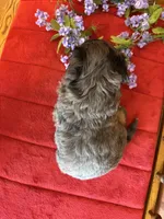 Blaze, a male Miniature Bernedoodle for sale in Seneca, KS – Photo 6 of 9