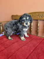 Blaze, a male Miniature Bernedoodle for sale in Seneca, KS – 10 of 10