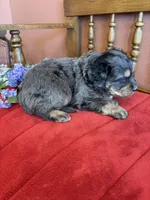 Blaze, a male Miniature Bernedoodle for sale in Seneca, KS – Photo 9 of 9