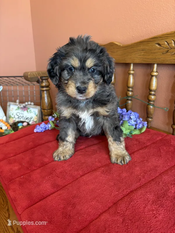 Blaze – Miniature Bernedoodle puppy for sale in Seneca, KS