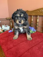 Blaze, a male Miniature Bernedoodle for sale in Seneca, KS – 2 of 10