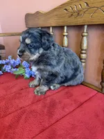 Blaze, a male Miniature Bernedoodle for sale in Seneca, KS – Photo 8 of 9