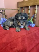 Blaze, a male Miniature Bernedoodle for sale in Seneca, KS – Photo 1 of 9
