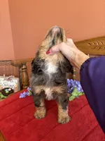 Blaze, a male Miniature Bernedoodle for sale in Seneca, KS – 5 of 10