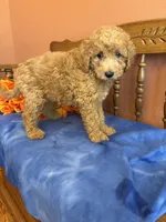Riggins, a male Miniature Goldendoodle for sale in Seneca, KS – 10 of 10
