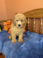 Ace, a male Miniature Goldendoodle for sale in Seneca, KS – 4 of 10