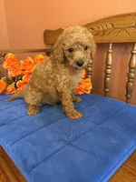 Charlie, a male Miniature Goldendoodle for sale in Seneca, KS – 9 of 10