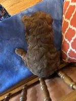 Rocky, a male Cavapoo for sale in Seneca, KS – Photo 2 of 9