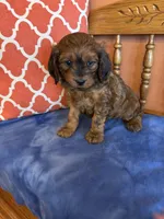 Rocky, a male Cavapoo for sale in Seneca, KS – Photo 1 of 9